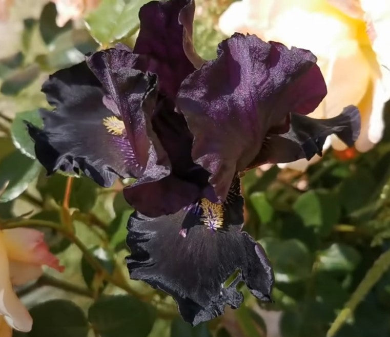 Señor Jinx iris blooming midseason, featuring dark self petals and vivid yellow beards that glow in the sun