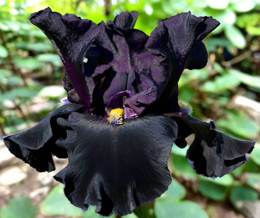 Close-up of Señor Jinx’s coal-black ruffled petals with striking yellow beards, perfect for moody garden landscapes.