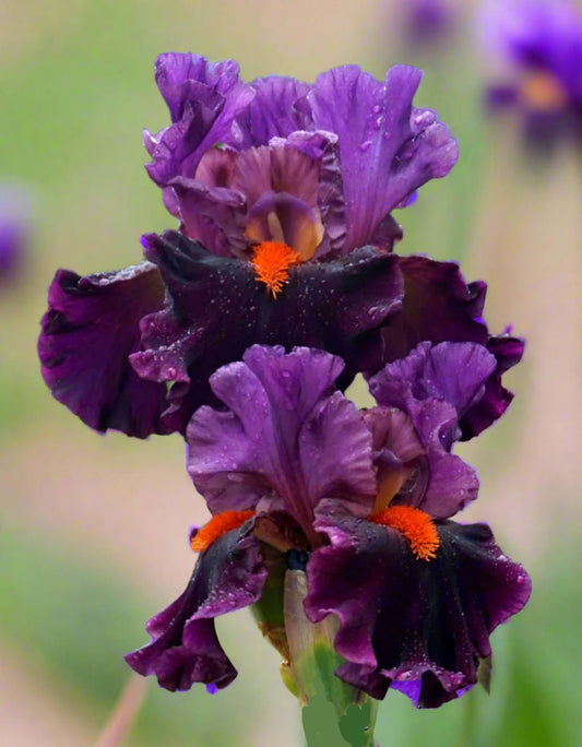 Sharp Dressed Man' iris with purple standards, black-violet falls, and bright orange beards.