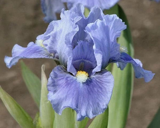 Bearded iris flower, Sky of Blue, with ruffled lavender-blue petals, a white and yellow fuzzy beard, and green leaves.