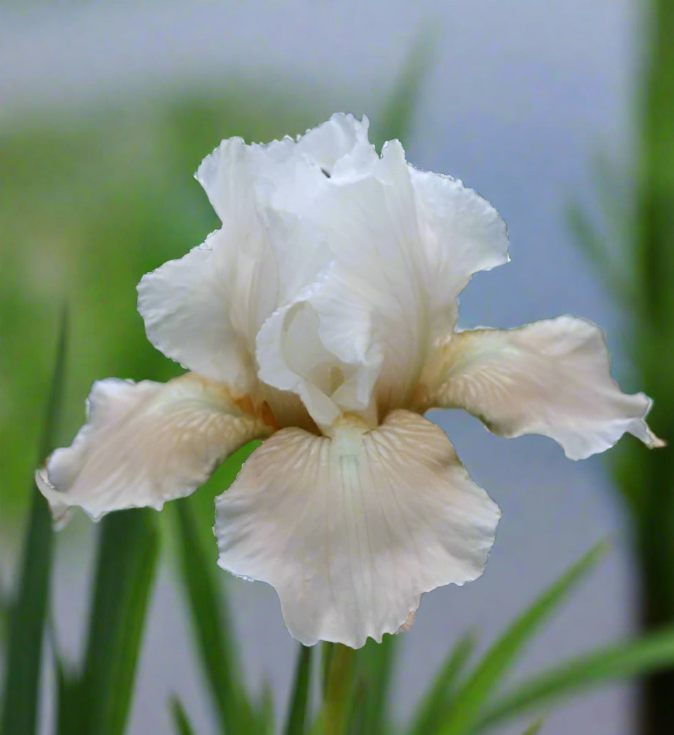 Early-blooming ‘Smitten Kitten’ iris flaunting soft white and pink tones, ideal for borders, available at Blue Buddha Farm.