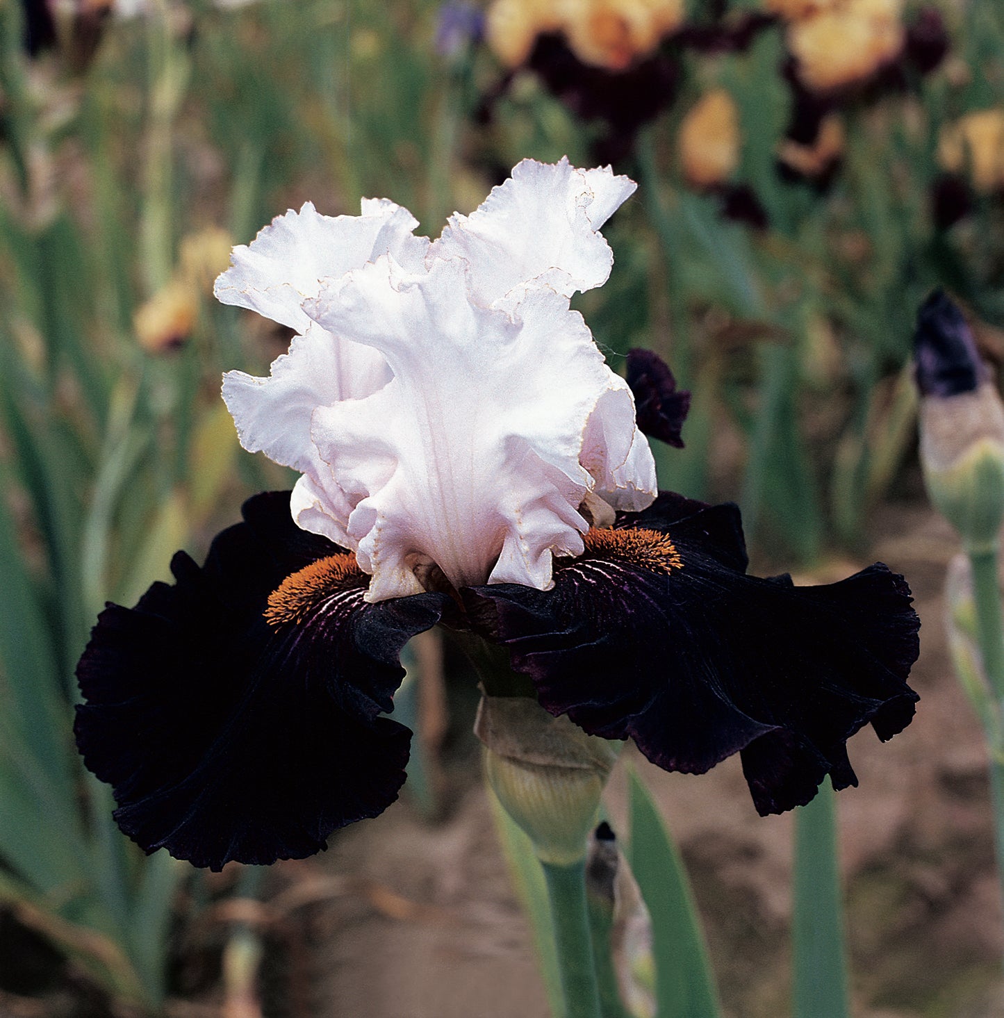 Starring iris with crisp white standards and dramatic black falls accented by tangerine beards – Blue Buddha Farm
