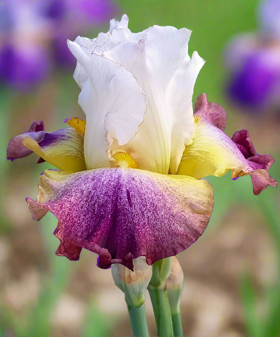 Tall Bearded Iris 'Sunrise Splendor' with white standards, gold midribs, and vivid purple falls edged in amber, blooming at Blue Buddha Farm.