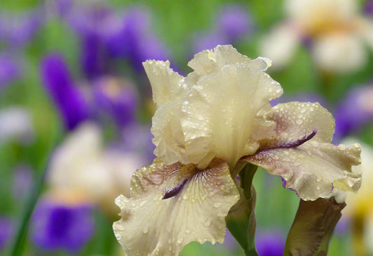 Unusual horned iris 'Thornbird' in full bloom, showing contrasting colors and twisted violet horn-like petals.