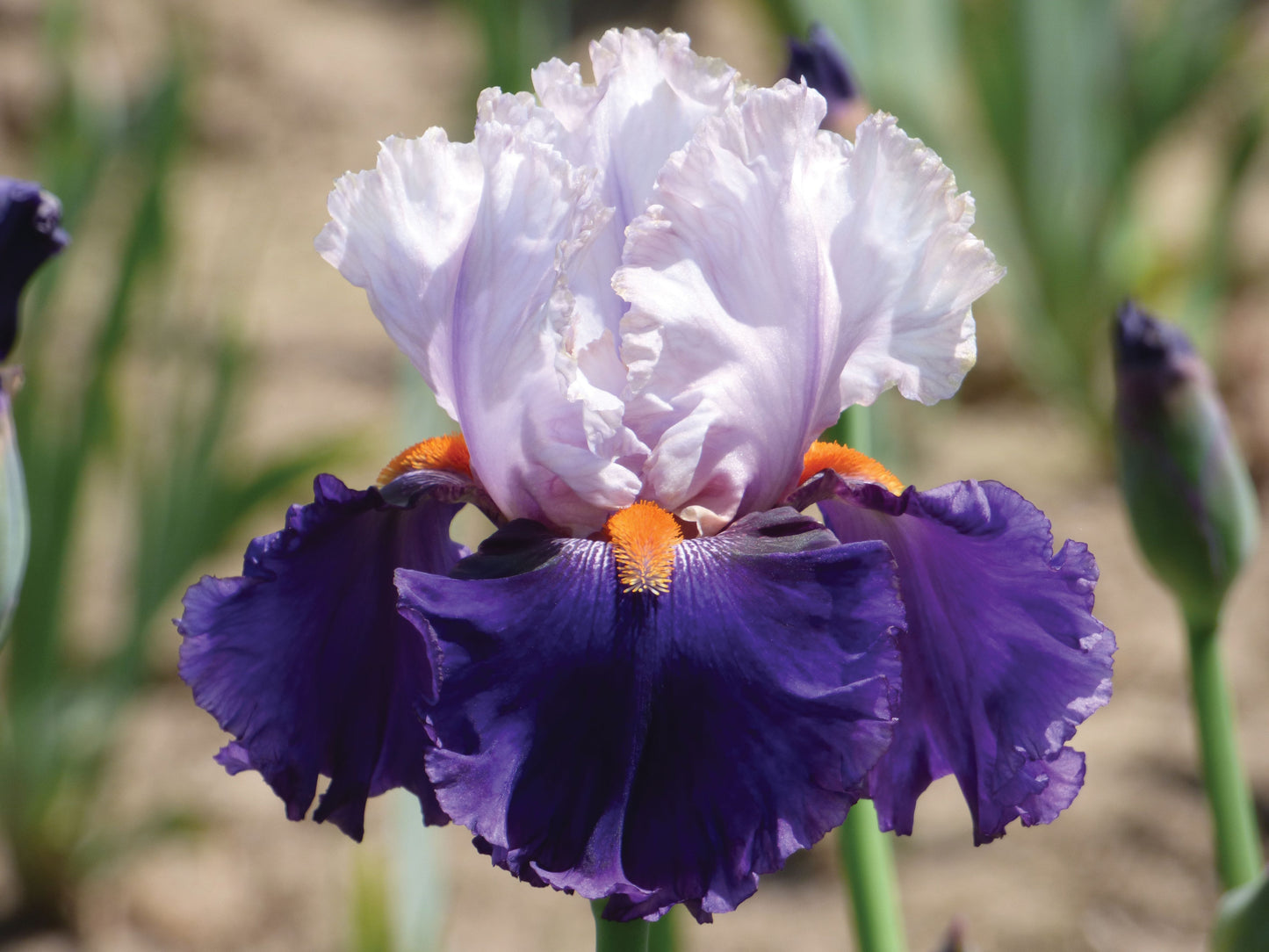 Tall Bearded Iris 'You Grow Girl' flaunting alabaster white standards with hints of lavender and shell pink above rich blue-purple falls and bright orange beards—available Fall 2025 from Blue Buddha Farm.