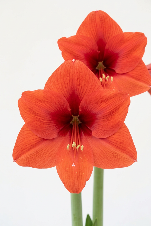 Love Heart hero with brighter warm-red petals