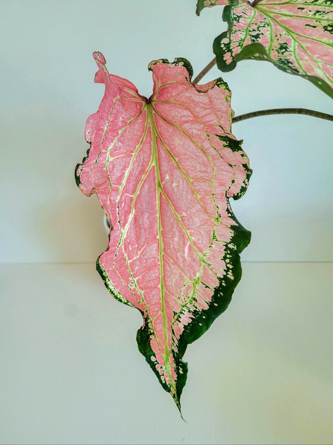 'Pink Symphony' Caladium – Harmonious Pink Hues (2 Bulbs) - Blue Buddha Farm