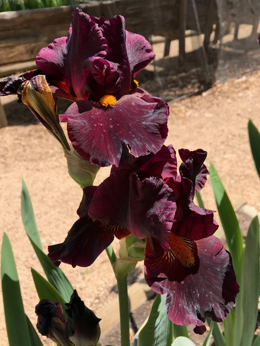 A close-up view of an Awakening Embers iris, showcasing its vibrant orange and amber petals with dark burgundy edges. The petals are softly textured and ruffled, radiating warmth and elegance against a blurred green garden background.