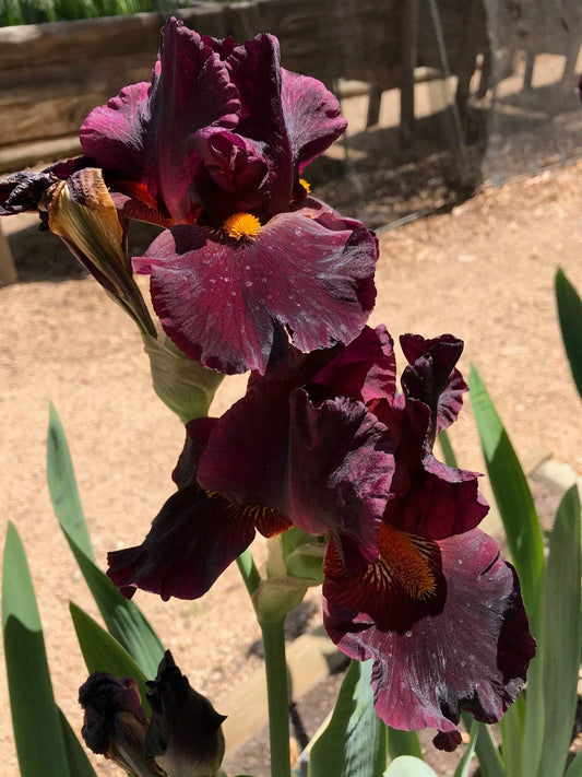 A close-up view of an Awakening Embers iris, showcasing its vibrant orange and amber petals with dark burgundy edges. The petals are softly textured and ruffled, radiating warmth and elegance against a blurred green garden background.