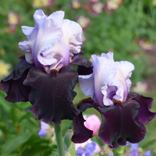 A beautifully composed image of a Better Together Iris, featuring lively purple and white petals that appear to dance together. Sparkling dew drops catch the light, and the lush, blurred greenery in the background creates a peaceful, uplifting ambiance.