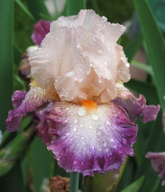A captivating image of the "Come Away With Me" iris, featuring elegant petals in soft lavender and creamy white hues. The flower’s delicate ruffled edges create a whimsical yet sophisticated look, set against a blurred, dreamy background that enhances its enchanting beauty
