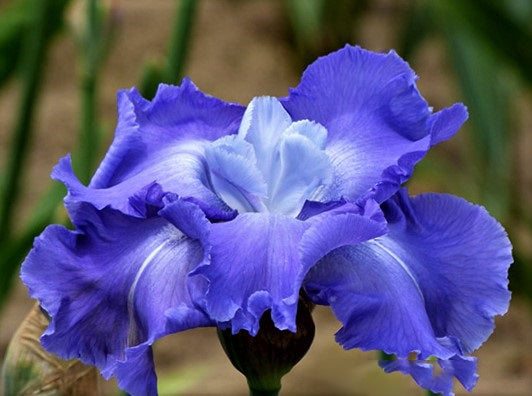 Downstream Bearded Iris with vivid violet-blue ruffled petals, pale lavender centers, and a narrow white stripe along each petal.