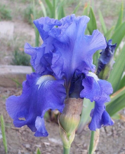 A gracefully blooming elegance-in-blue iris, featuring soft blue petals with delicate lavender undertones. The flower is elegantly poised against a softly blurred background, enhancing its refined beauty with a gentle, dreamlike quality.