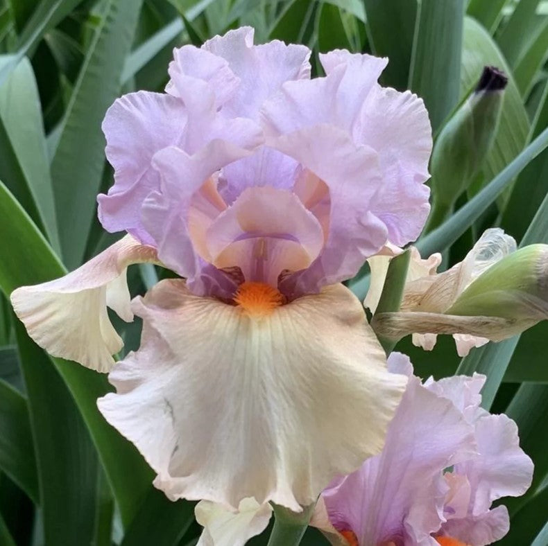An exquisite depiction of an enraptured iris, showcasing cream and purple petals highlighted with shimmering gold. The elegant bloom is set against a dreamy, ethereal backdrop, capturing the flower's whimsical charm and professional allure.