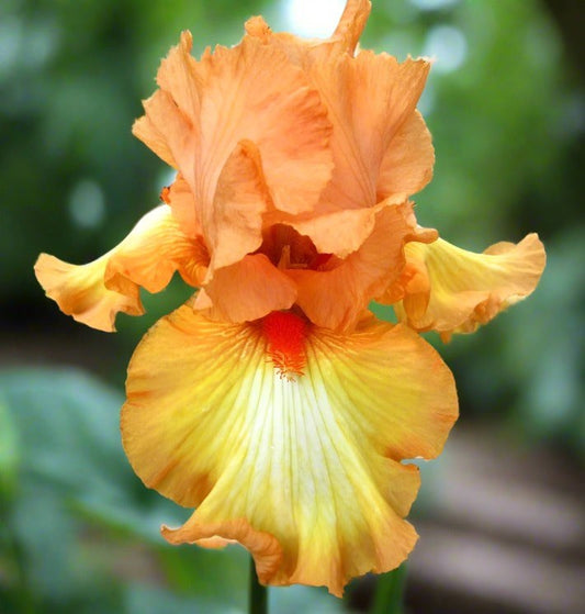 A close-up of the Great Balls of Fire Iris, featuring striking orange and yellow petals that resemble flickering flames. The flower's intricate details are highlighted against a softly glowing background, creating an enchanting and sophisticated atmosphere that celebrates its fiery elegance.