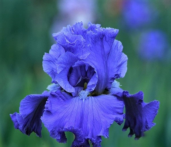 'Home Of The Blues' Bearded Iris - Blue Buddha Farm