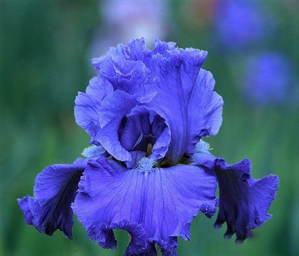 'Home Of The Blues' Bearded Iris - Blue Buddha Farm