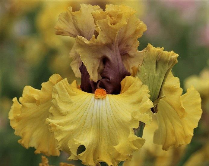Bearded iris Idle Rich with ruffled golden-yellow petals, muted mauve standards, and a bright orange beard.