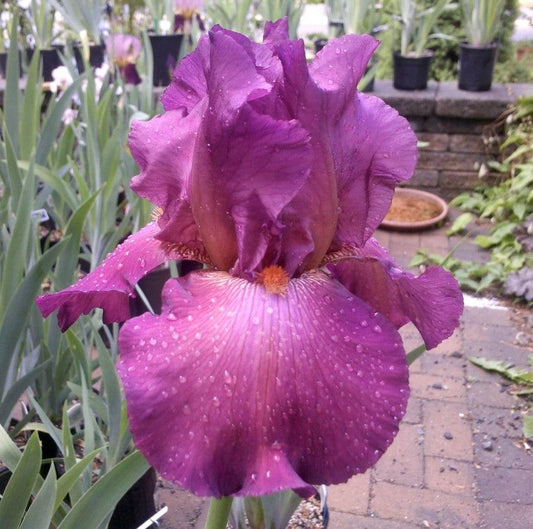 Tall Bearded Iris 'Lady Friend' showing vibrant self-colored garnet flowers