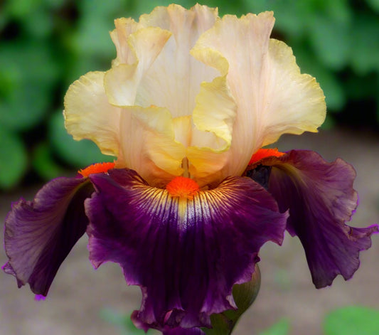 'Malheur' Bearded Iris - Blue Buddha Farm