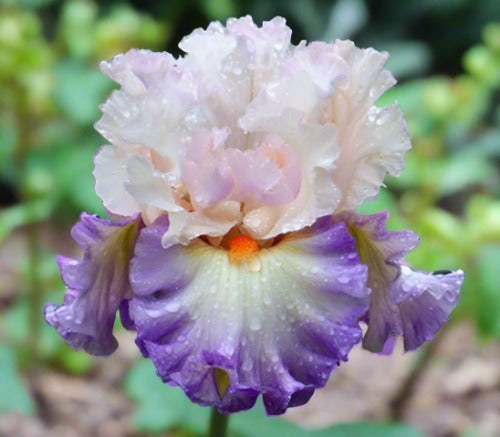 'Polite Applause' Bearded Iris - Blue Buddha Farm