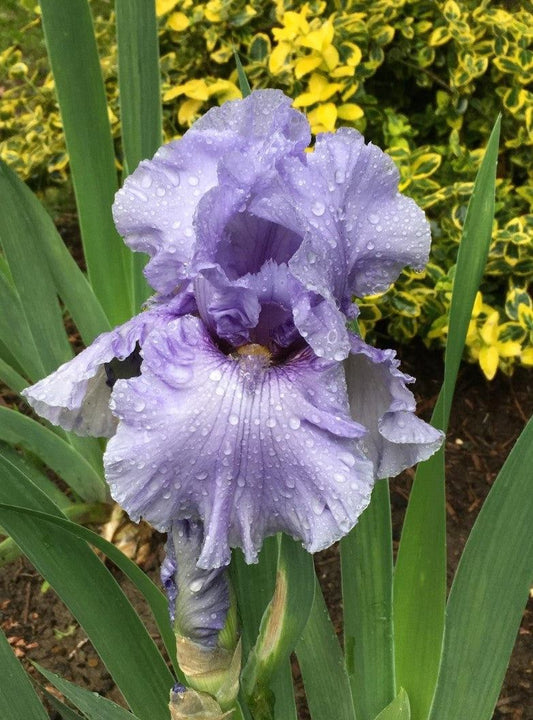 'Sea Of Love' Bearded Iris - Blue Buddha Farm