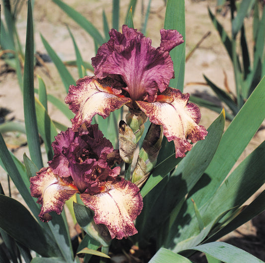 Bearded Iris 'Rock Star' Bulb – Ruffled Apricot & Raspberry-Rose | 32" Tall