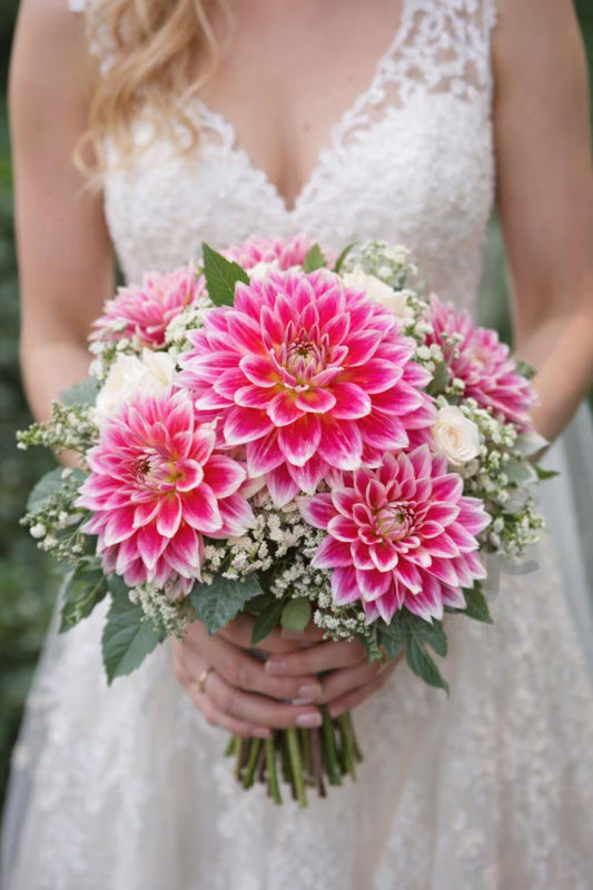 Temple of Beauty Decorative Dahlia Tuber - Elegant Double Blooms