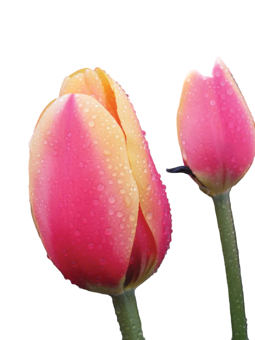 Darwin Hybrid Tulip ‘World Peace’ with rich red petals edged in golden yellow, symbol of peace and harmony, available as 3 bulbs from Blue Buddha Farm.