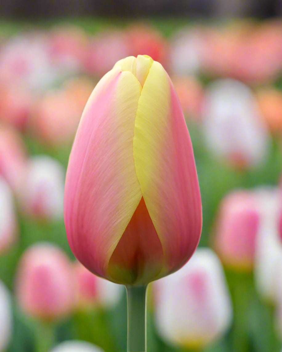 Close-up of World Peace tulip blooms, bold red flowers with golden yellow edges, tall and weather-resistant spring perennials.