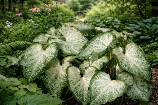 White Marble Caladium Bulbs (2 Bulbs) | *PREORDER Spring 2026* | Blue Buddha Farm
