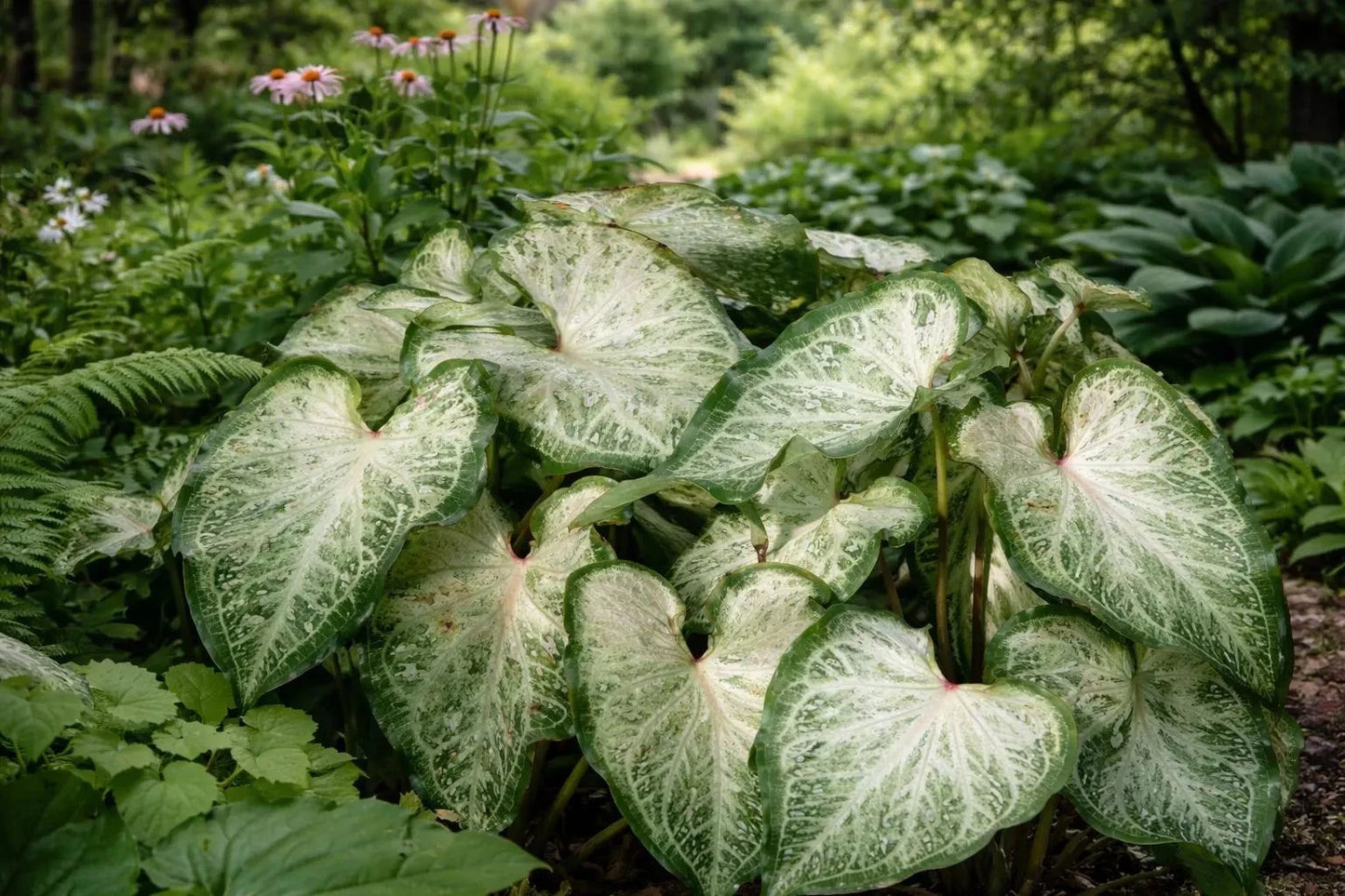 White Marble Caladium | Blue Buddha Farm