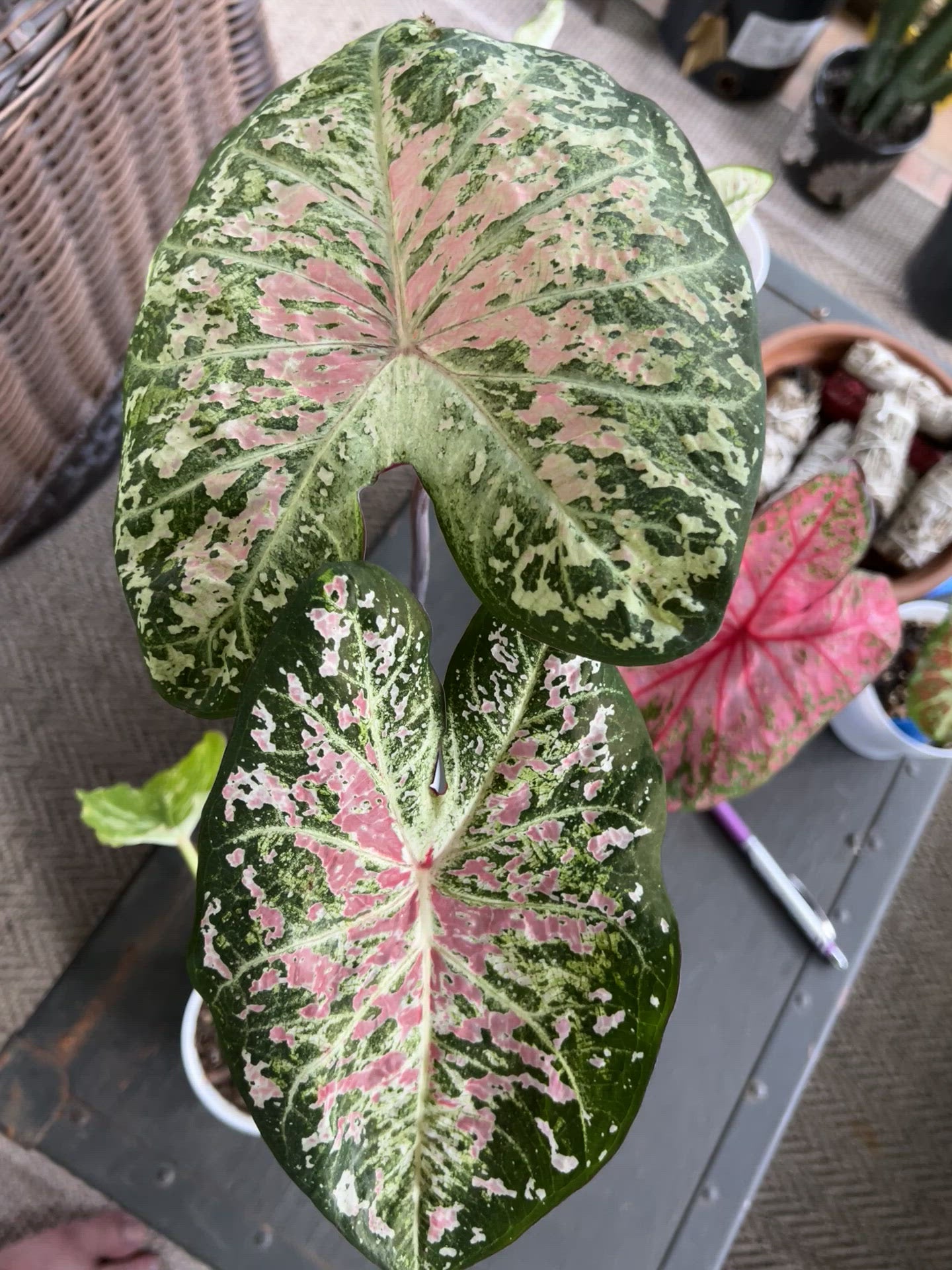 Potted 'Pink Cloud' Caladium on a shaded porch, bringing a playful and vibrant energy to the space.
