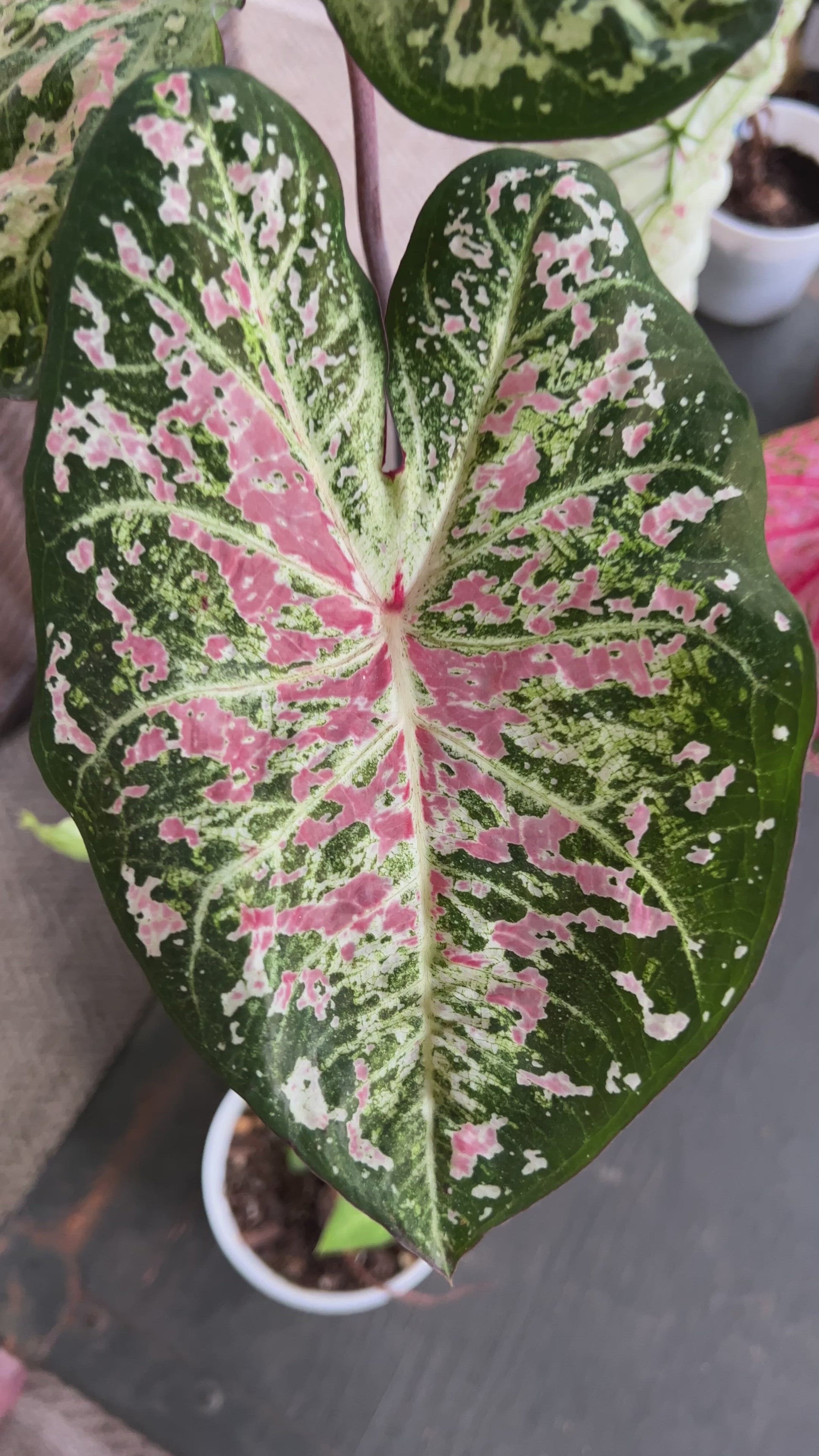 Video of Pink Cloud caladium with a close up of the bubble gum pink splotches and white veins