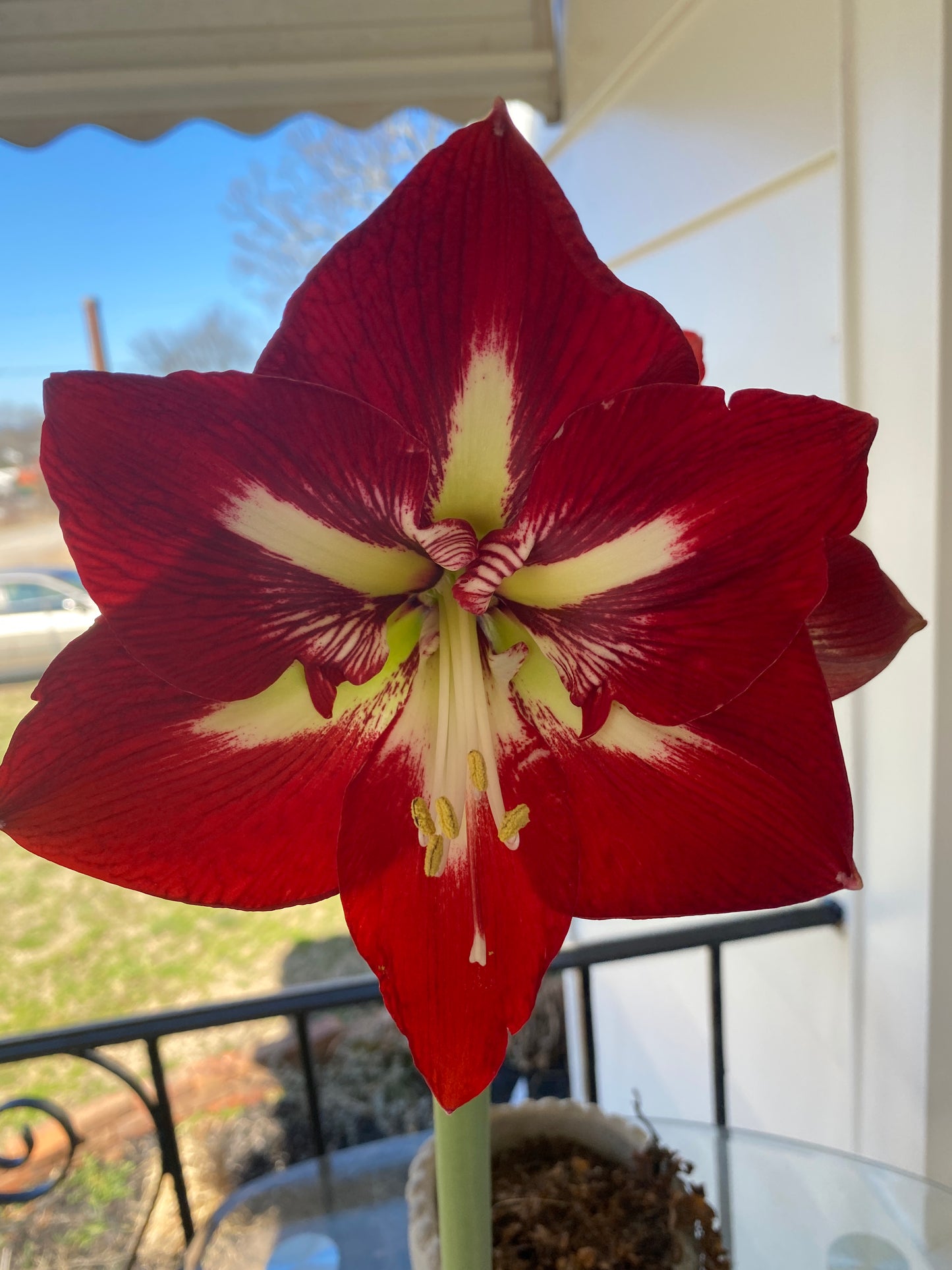 Amaryllis Barbados ** FALL PREORDER ** - Blue Buddha Farm