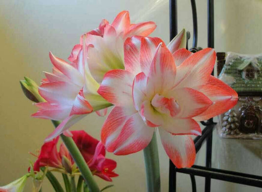 Potted blossom peacock amaryllis with bold, multi-layered flowers from Blue Buddha Farm, showcasing its elegant red and white tones