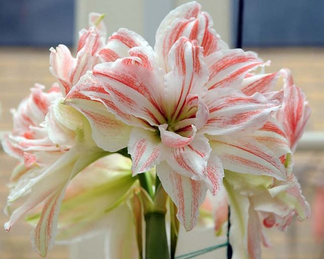 A stunning Dancing Queen amaryllis bloom from Blue Buddha Farm captured in natural light, showcasing its vivid red and white petals that evoke feelings of joy and festivity.