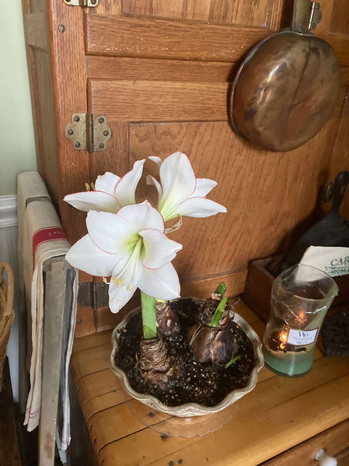 The striking form of a picotee amaryllis plant, with several blossoms fanning out, each displaying its signature red outline.