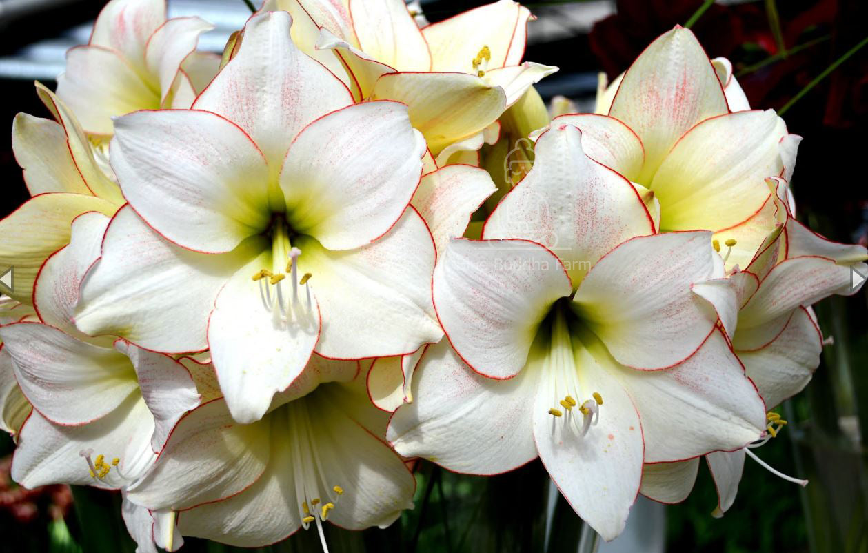A fully opened picotee amaryllis flower, with its graceful petals and vibrant red margins creating a stunning visual contrast.