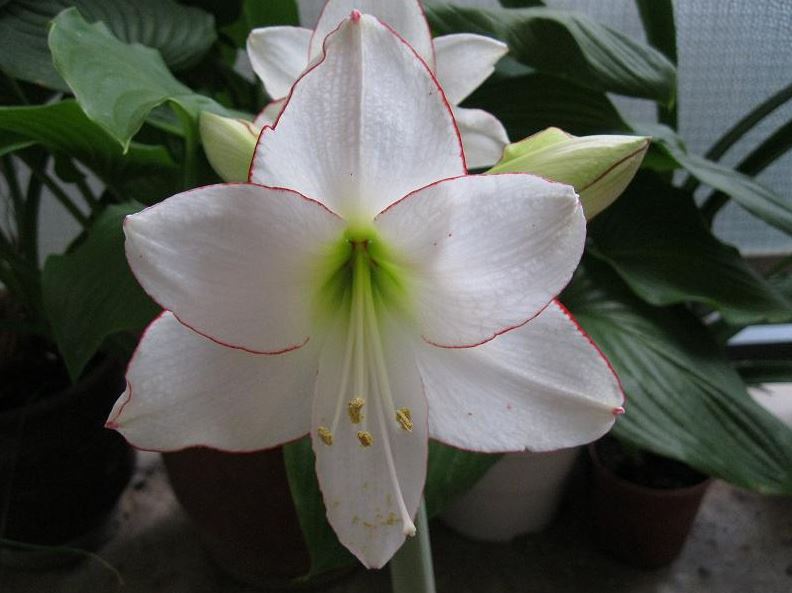 An artistic arrangement of picotee amaryllis blooms, their crimson-edged petals softly cascading in layers.