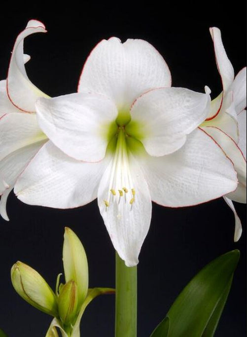 A single picotee amaryllis flower head, showcasing the dramatic contrast between its pure white petals and deep crimson edges.