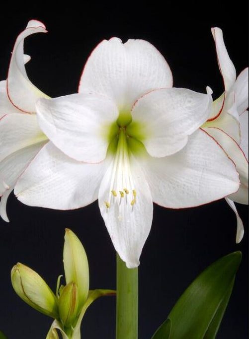A single picotee amaryllis flower head, showcasing the dramatic contrast between its pure white petals and deep crimson edges.