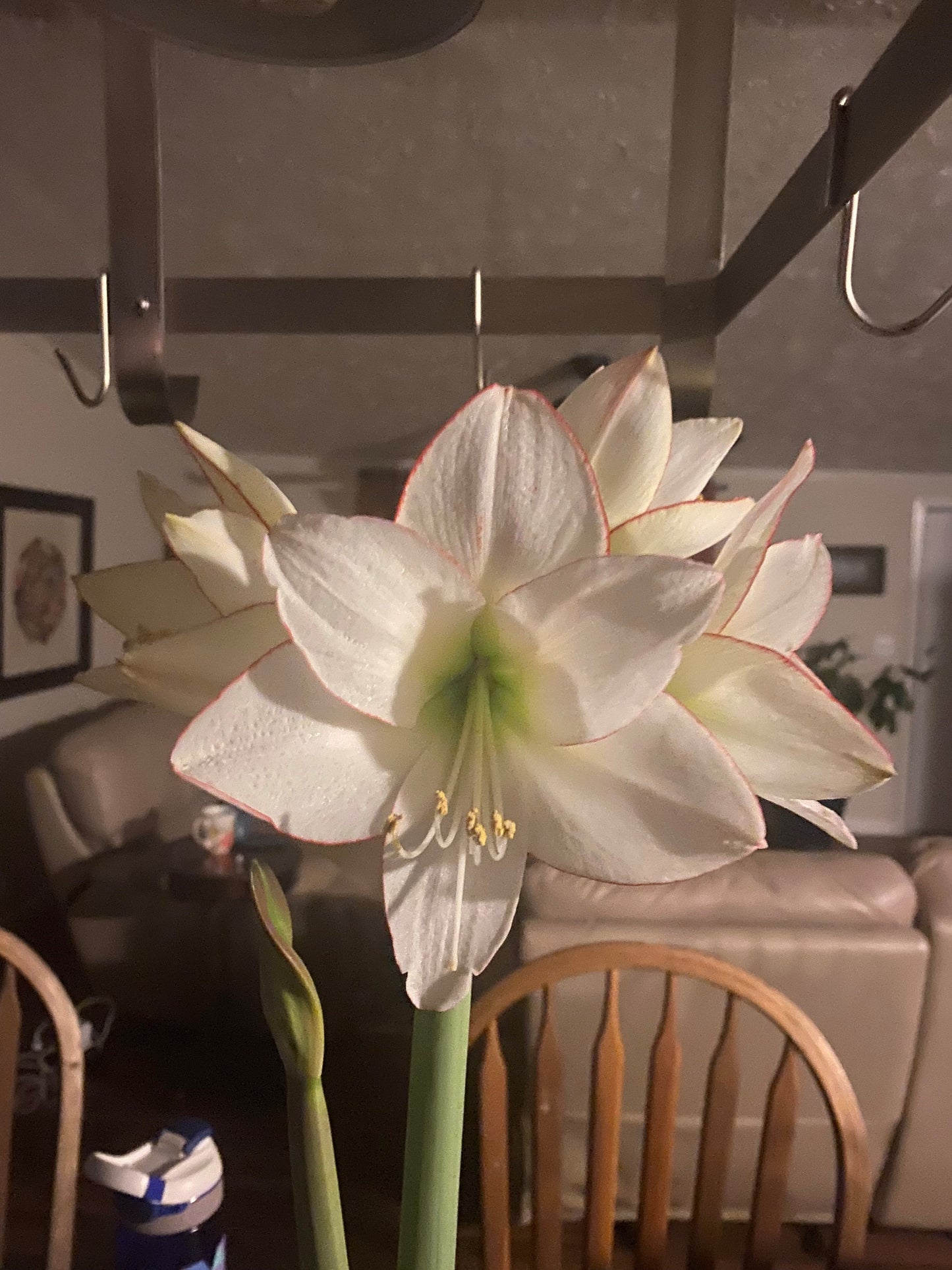 A cluster of picotee amaryllis flowers, their blossoms radiating beauty with subtly ruffled edges tinted in red.