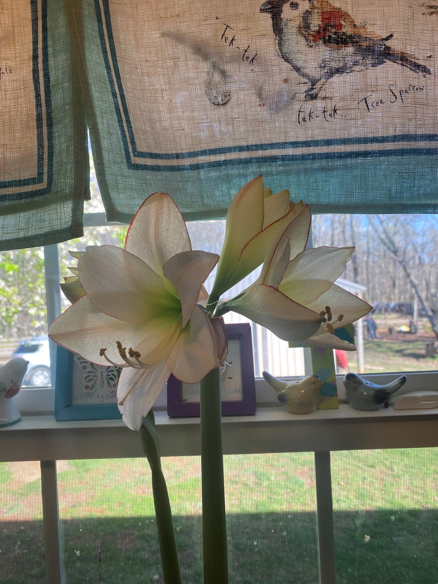 The intricate pattern of the picotee amaryllis's petals, a perfect fusion of ivory and bold scarlet along its borders.