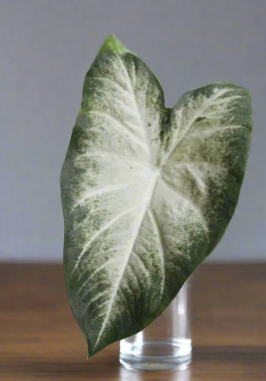 'Aaron' Caladium – Whispering White Charm (2 Bulbs) - Blue Buddha Farm