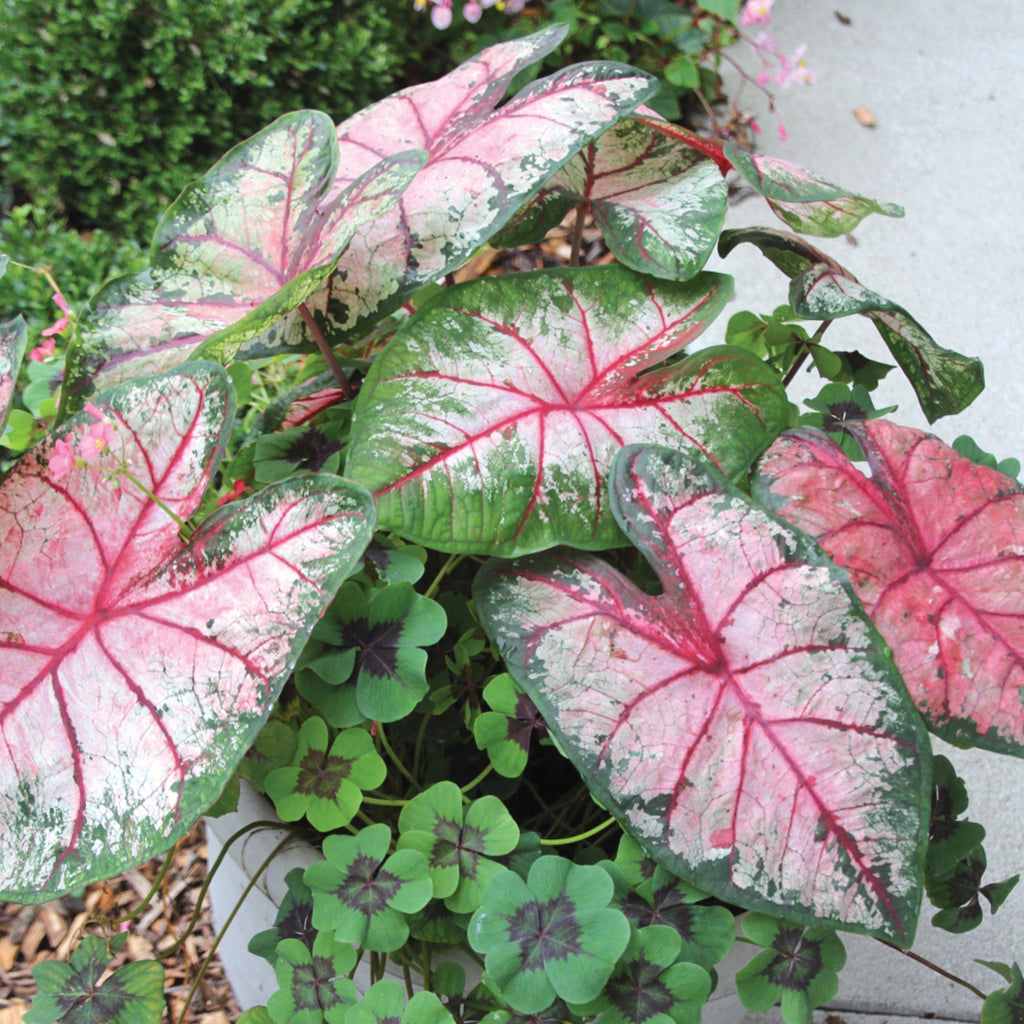 'Apple Blossom' Caladium – Whimsical Pink Splendor (2 Bulbs) - Blue Buddha Farm