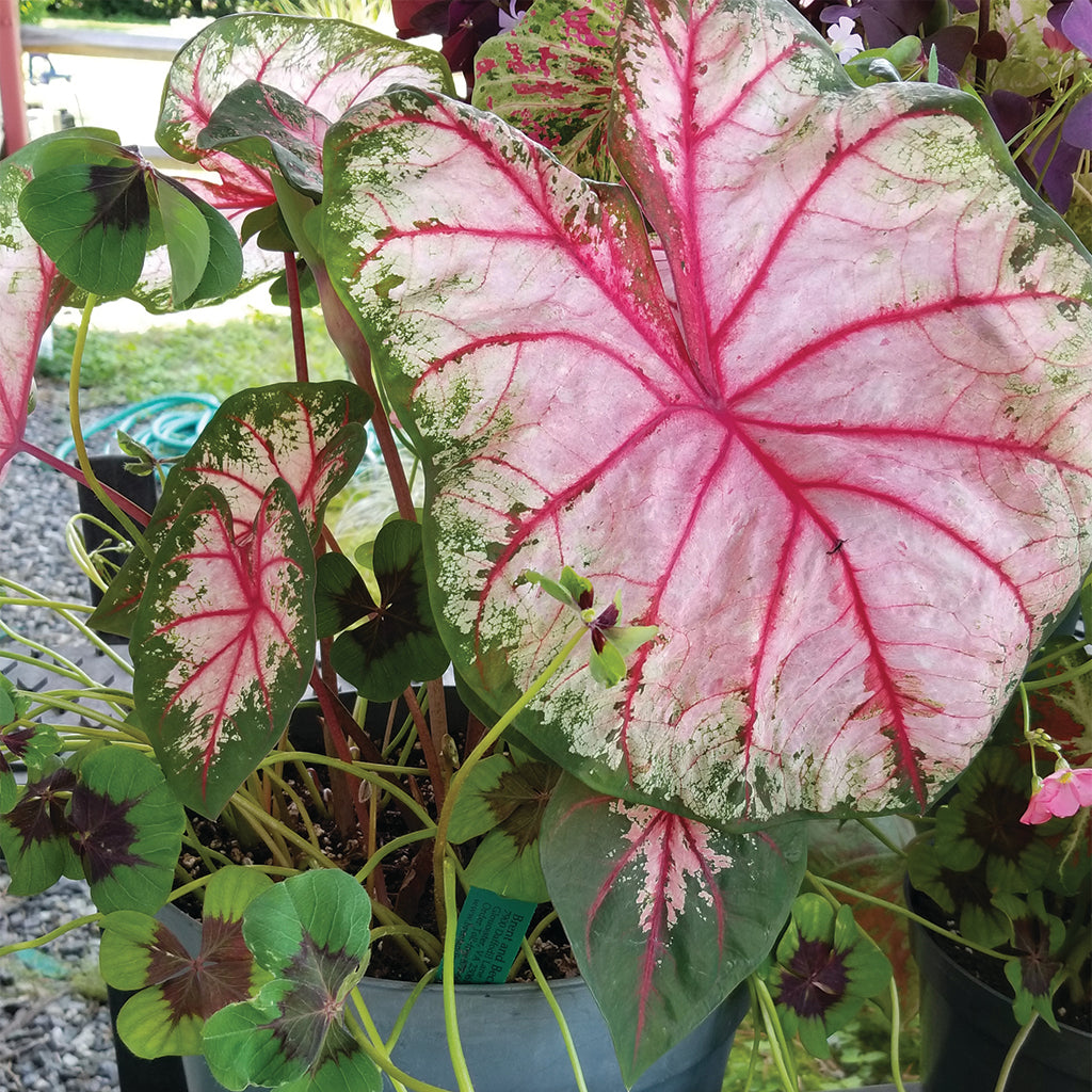 Medium-sized Apple Blossom Caladium leaves featuring rippled edges and a charming interplay of pink, green, and red hues, perfect for shady retreats.