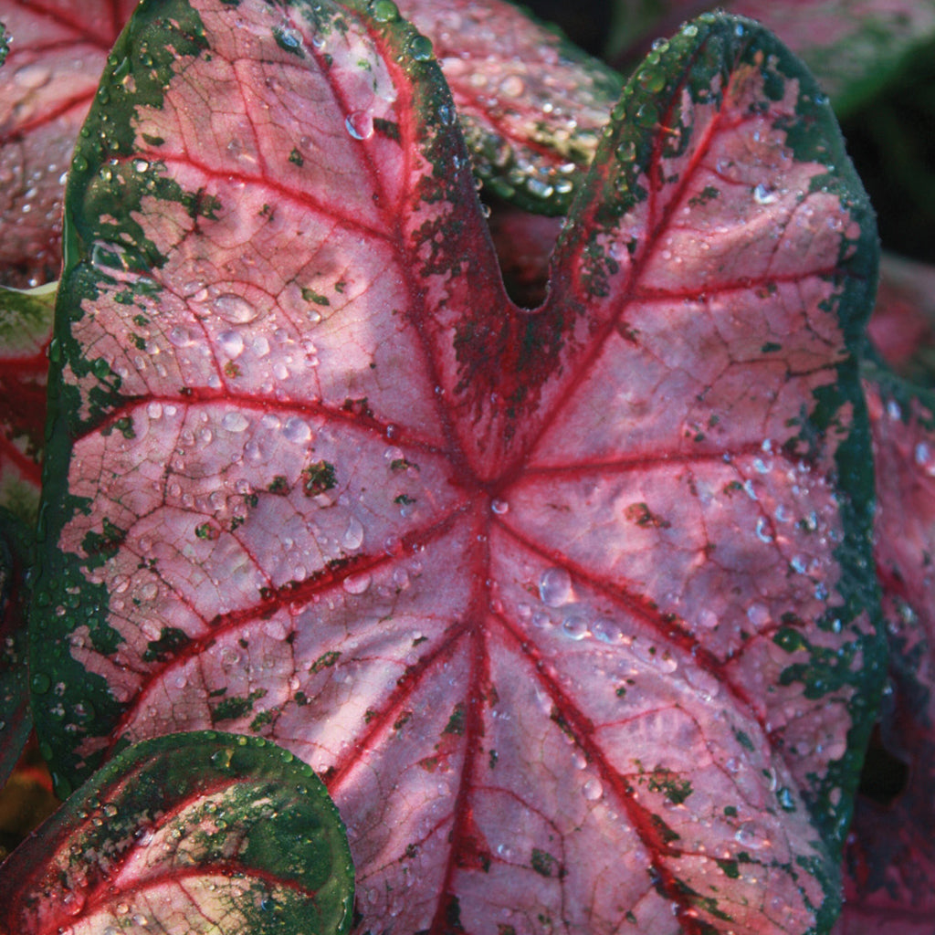 'Apple Blossom' Caladium – Whimsical Pink Splendor (2 Bulbs) - Blue Buddha Farm