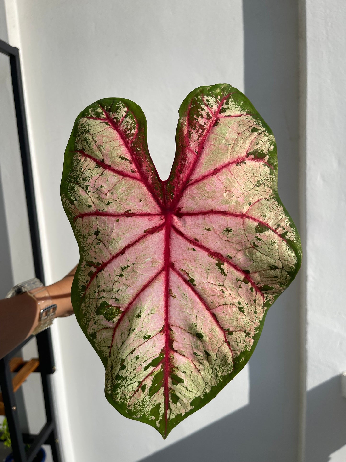 'Apple Blossom' Caladium – Whimsical Pink Splendor (2 Bulbs) - Blue Buddha Farm