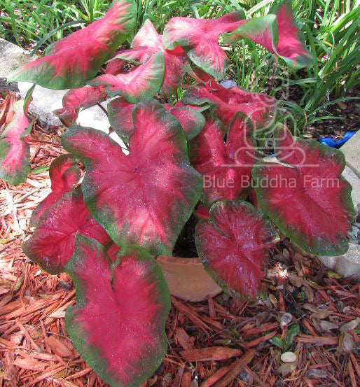 'The Blaze' Caladium – Fiery Red Splendor (2 Bulbs) - Blue Buddha Farm